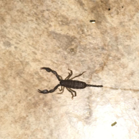 Der Skorpion - (Gesundheit, Insekten, Allergie)