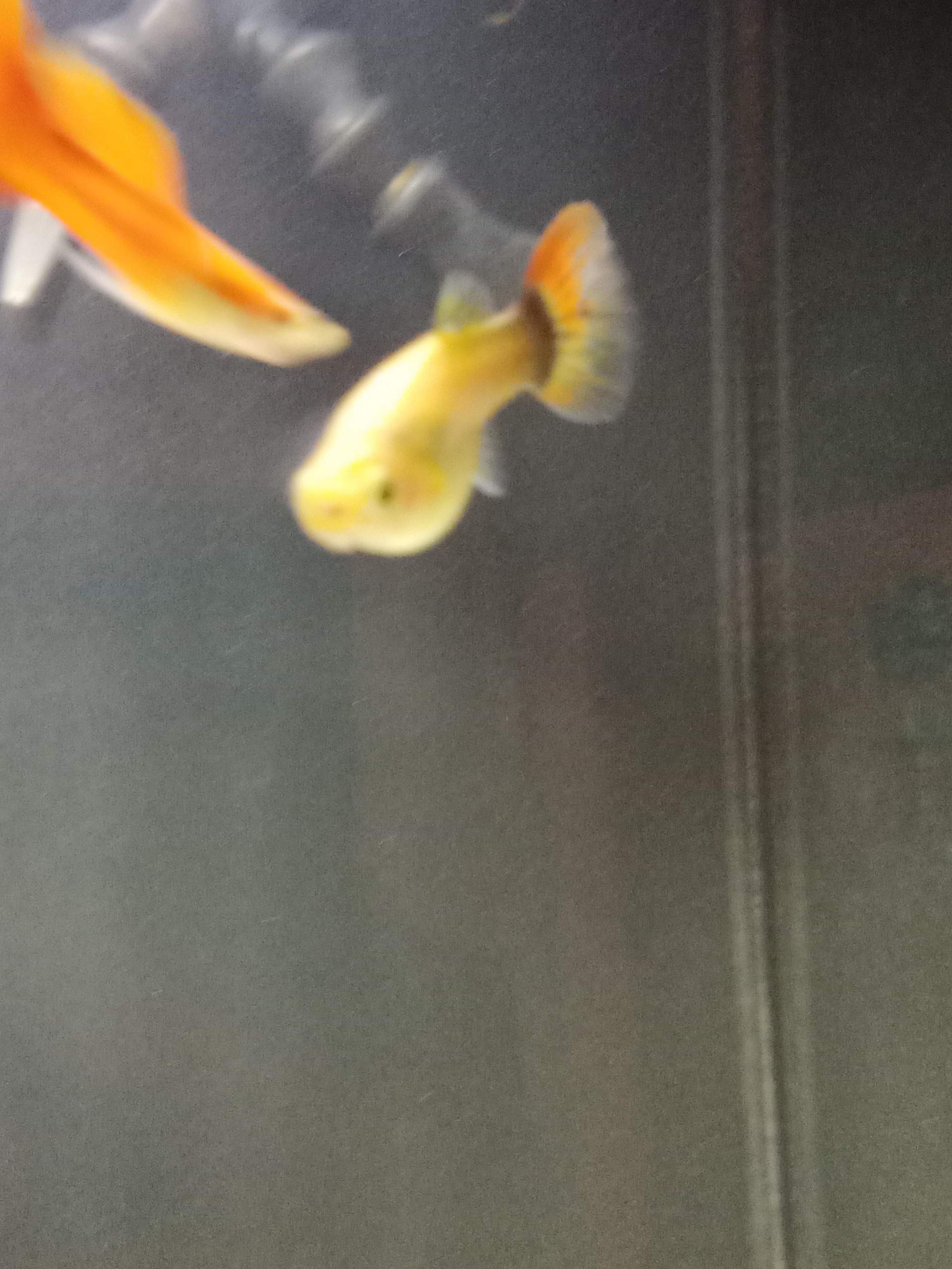 Ist dieses Guppyweibchen Kurz vor der Geburt? (Schwangerschaft, Aquaristik)