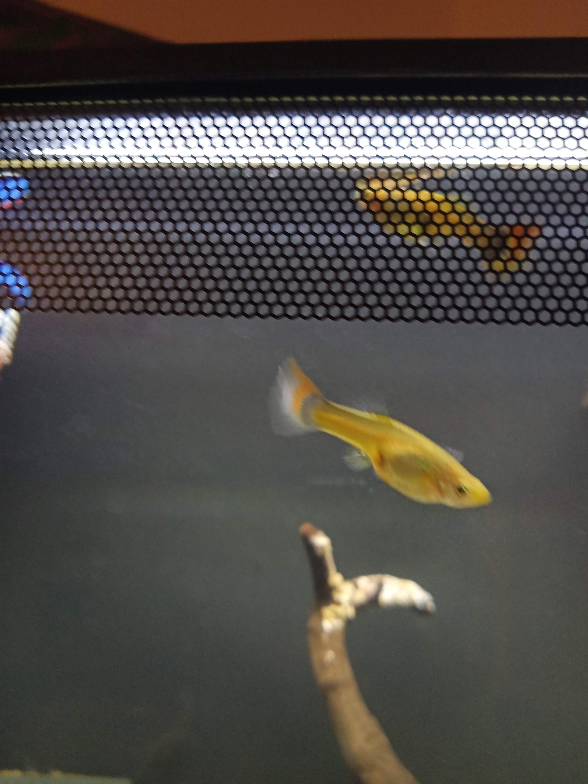Ist dieses Guppyweibchen Kurz vor der Geburt? (Schwangerschaft, Aquaristik)