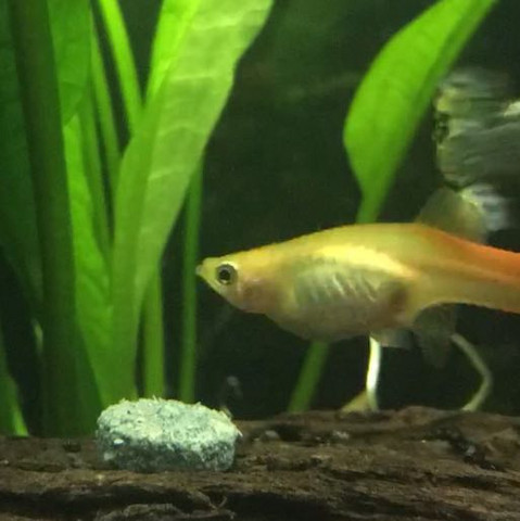Ist Dieses Guppyweibchen Trachtig Oder Nicht Tiere Aquarium