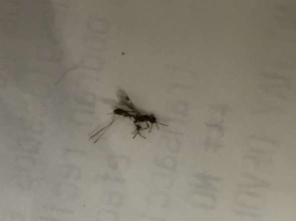 Ist Dieses Insekt Ein Holzschadling Tiere Insekten Schadlinge