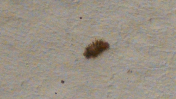 Das Insekt - (Insekten, gefährlich)