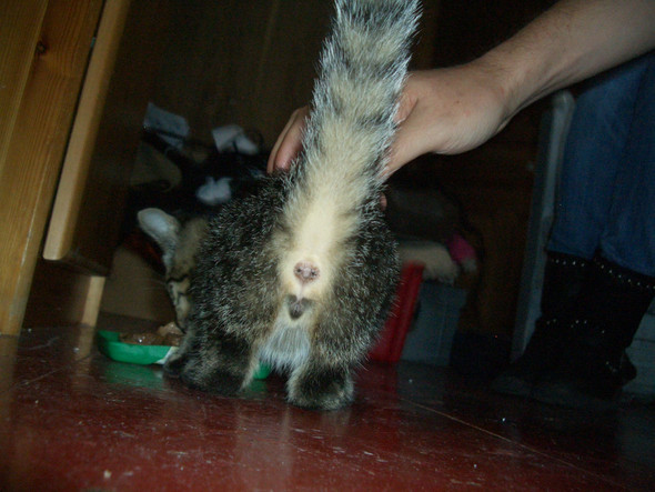 Ist Dieses Katzchen Mannlich Oder Weiblich Katze Geschlecht