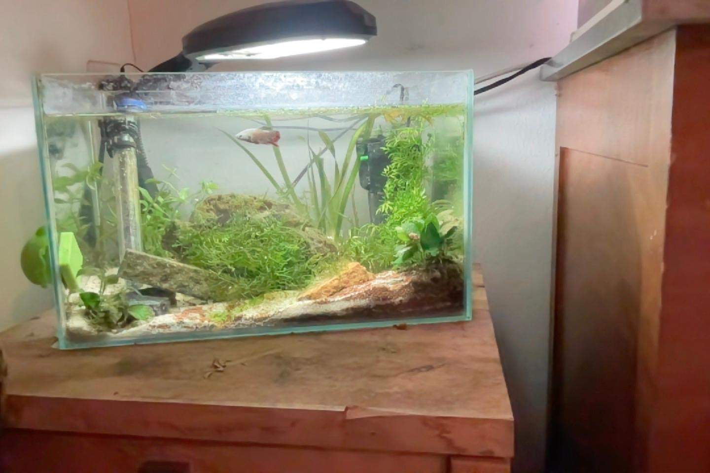 Kampffisch Aquarien,Kleine Aquarium Komplettsets |  Produktbild-Vorschau 11