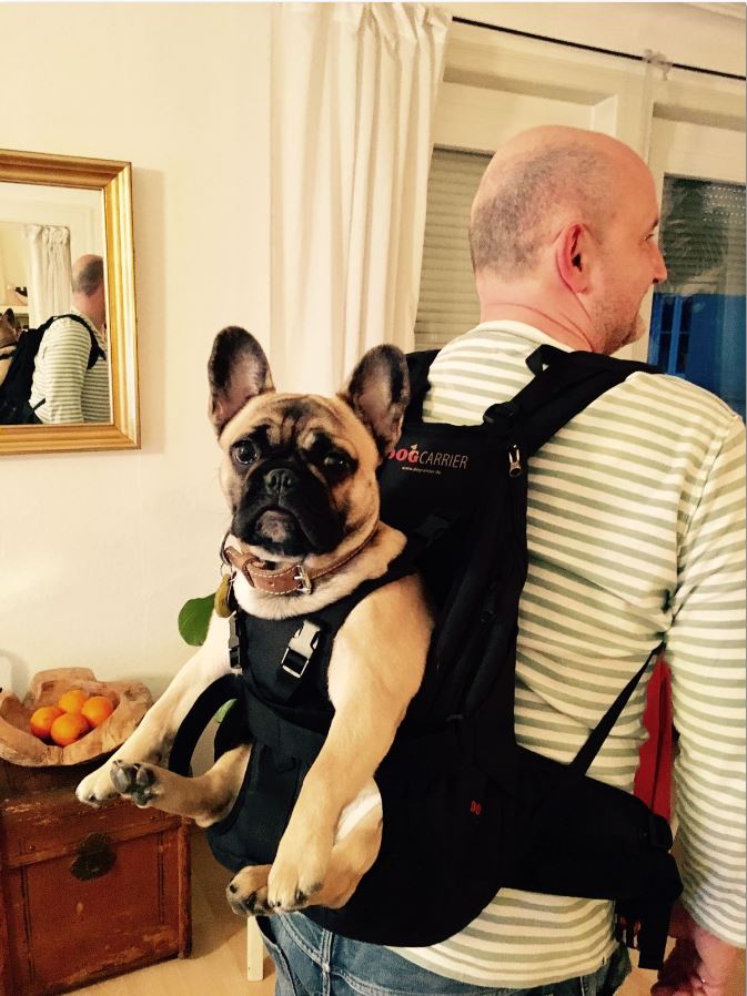 Ist ein Hunderucksack empfehlenswert? (Hund, Rucksack, Wohlergehen)