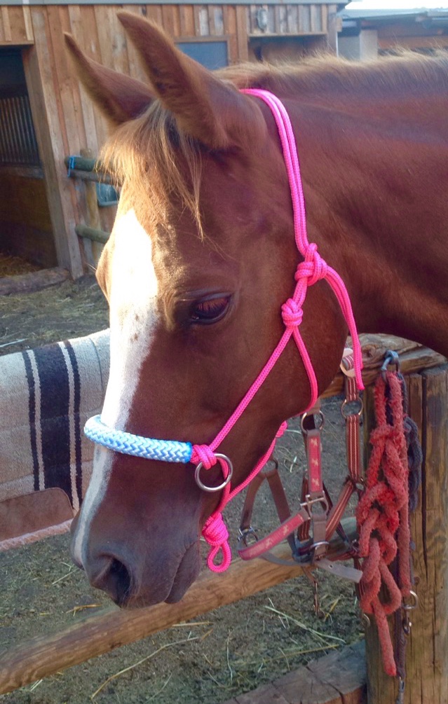 Ist Ein Knotenhalfter Zu Scharf Pferde Reiten Pony