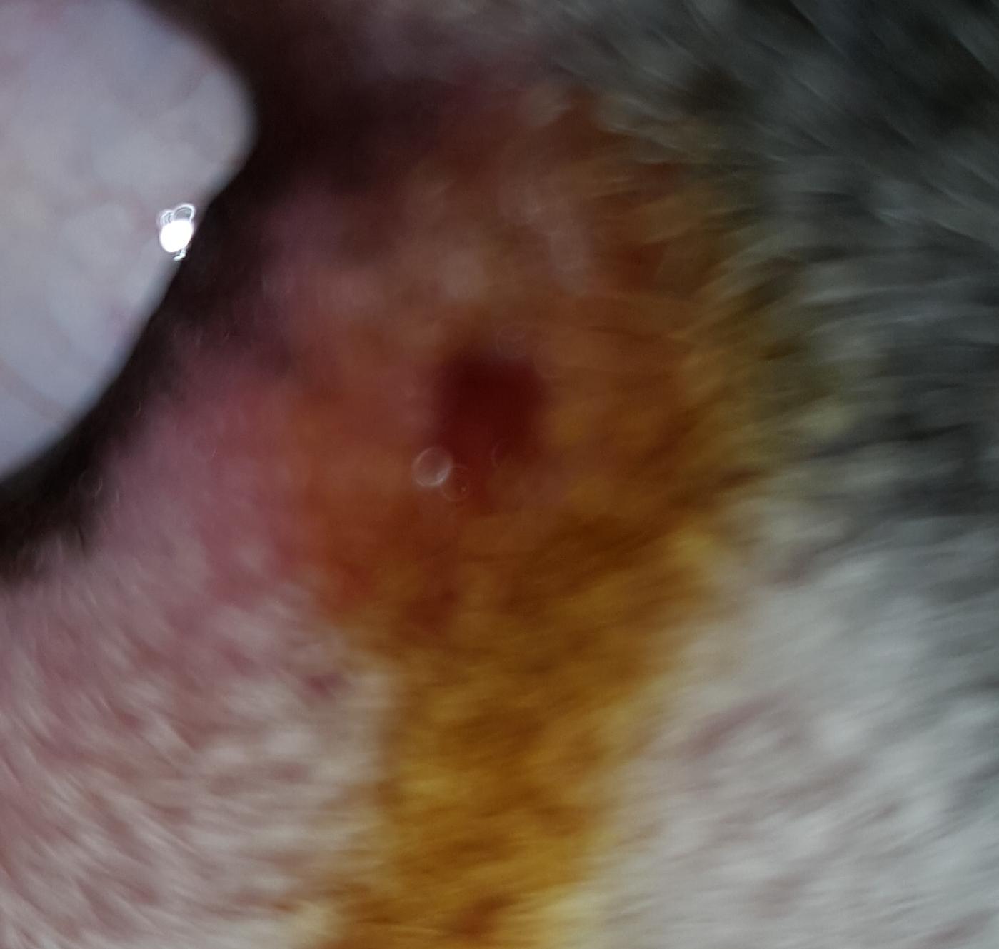 Ist eine Zecke gefährlich (Auge) wenn ich sie nicht geschafft habe ganz
