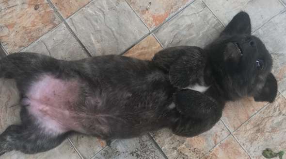 - (Tiere, Hund, Welpen)