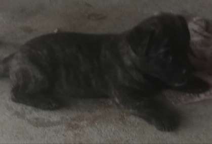 - (Tiere, Hund, Welpen)
