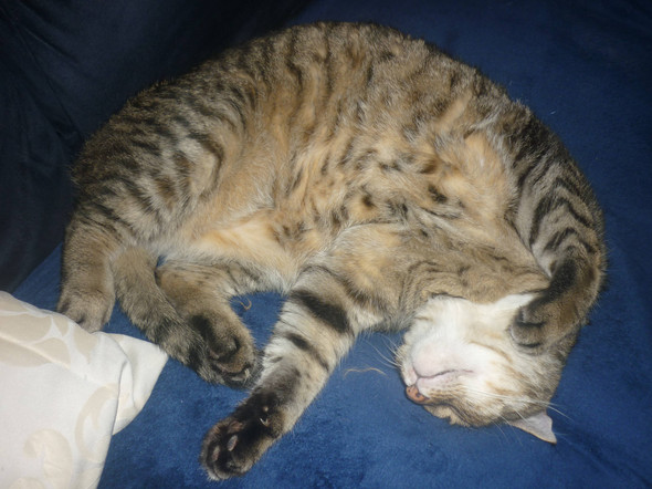 Katze liegt auf dem Rücken - (Katze, Vertrauen)