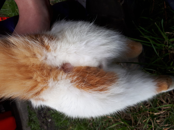 Ist Es Eine Katze Oder Einen Kater Katzen