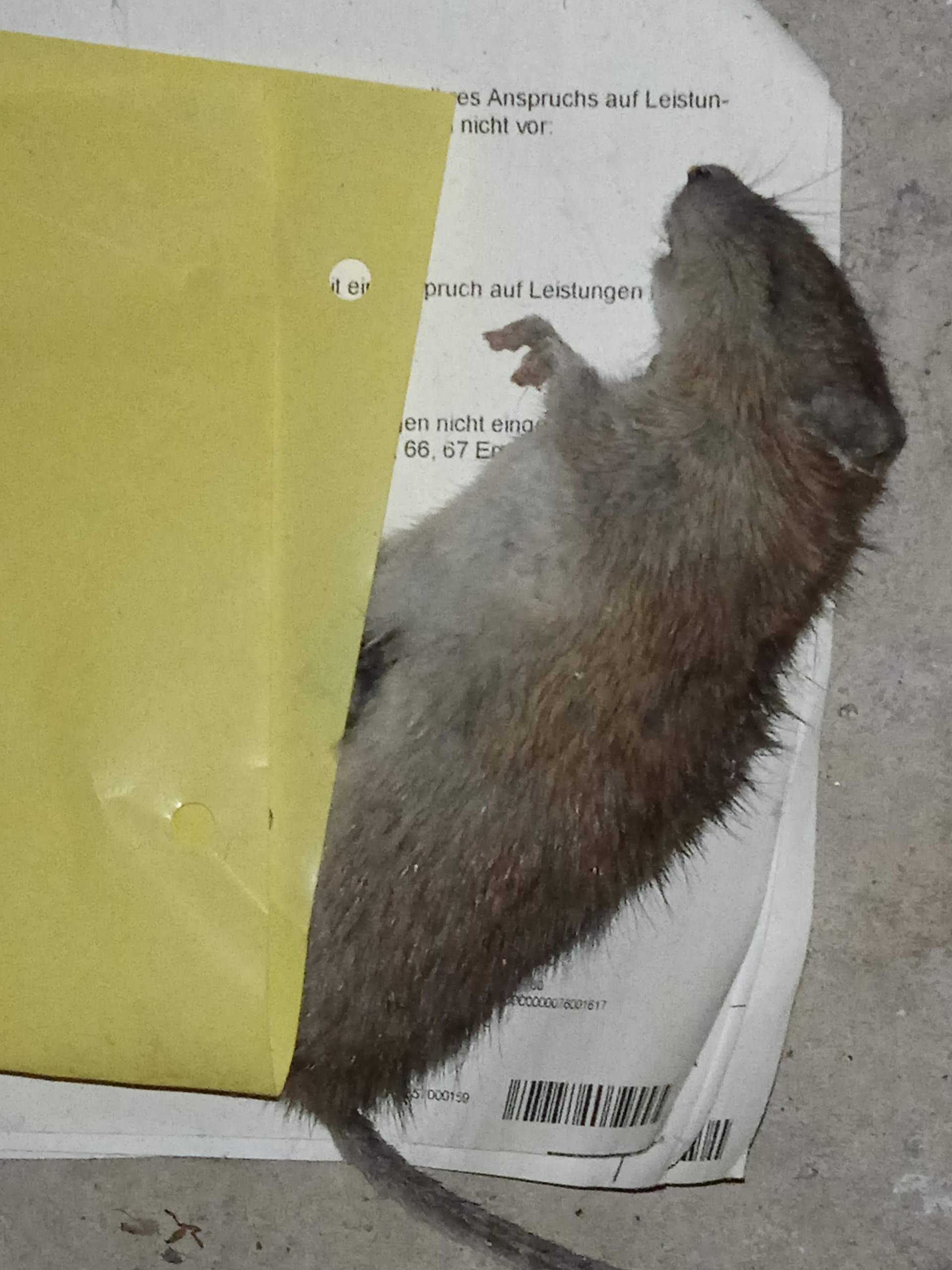 Ist es eine kleine Ratte oder eine Große Maus? (Ratten, Nagetiere)