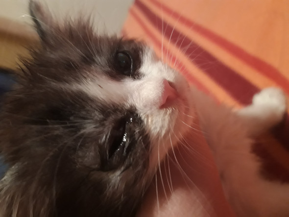 Ist Es Etwas Schlimmes Tier Augen Katze