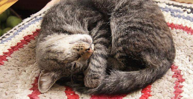 Ist es gesund das meine Katze so eingerollt schläft? (Haustiere)