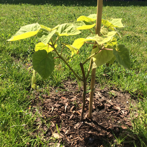 paulowina tomentosa, 50 cm. wurde anfang juni gepflanzt. sonniger standort - (Tipps, Garten, Baum)