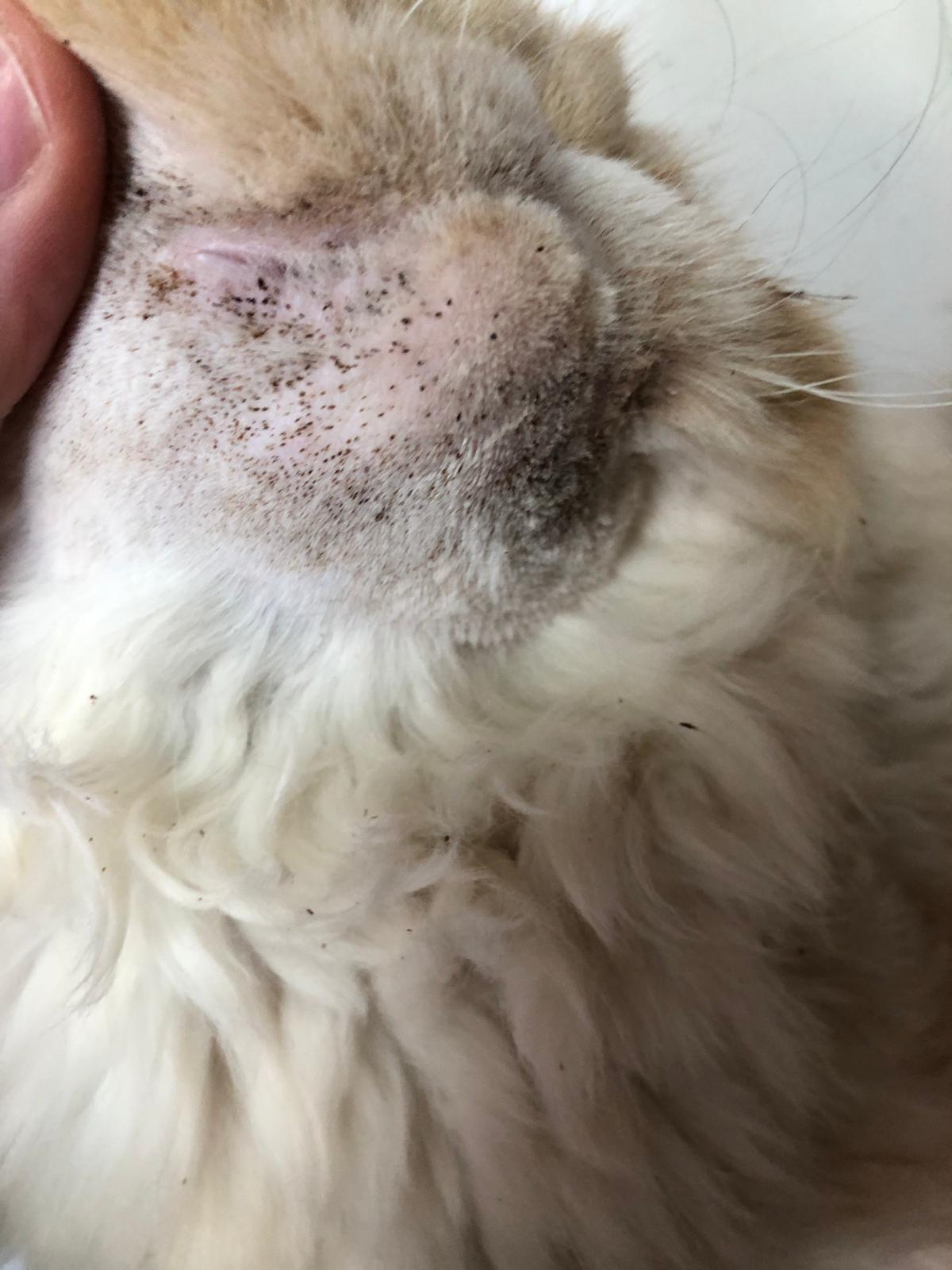 Ist es Katzenakne? (Tiere, Katze, Katzen)