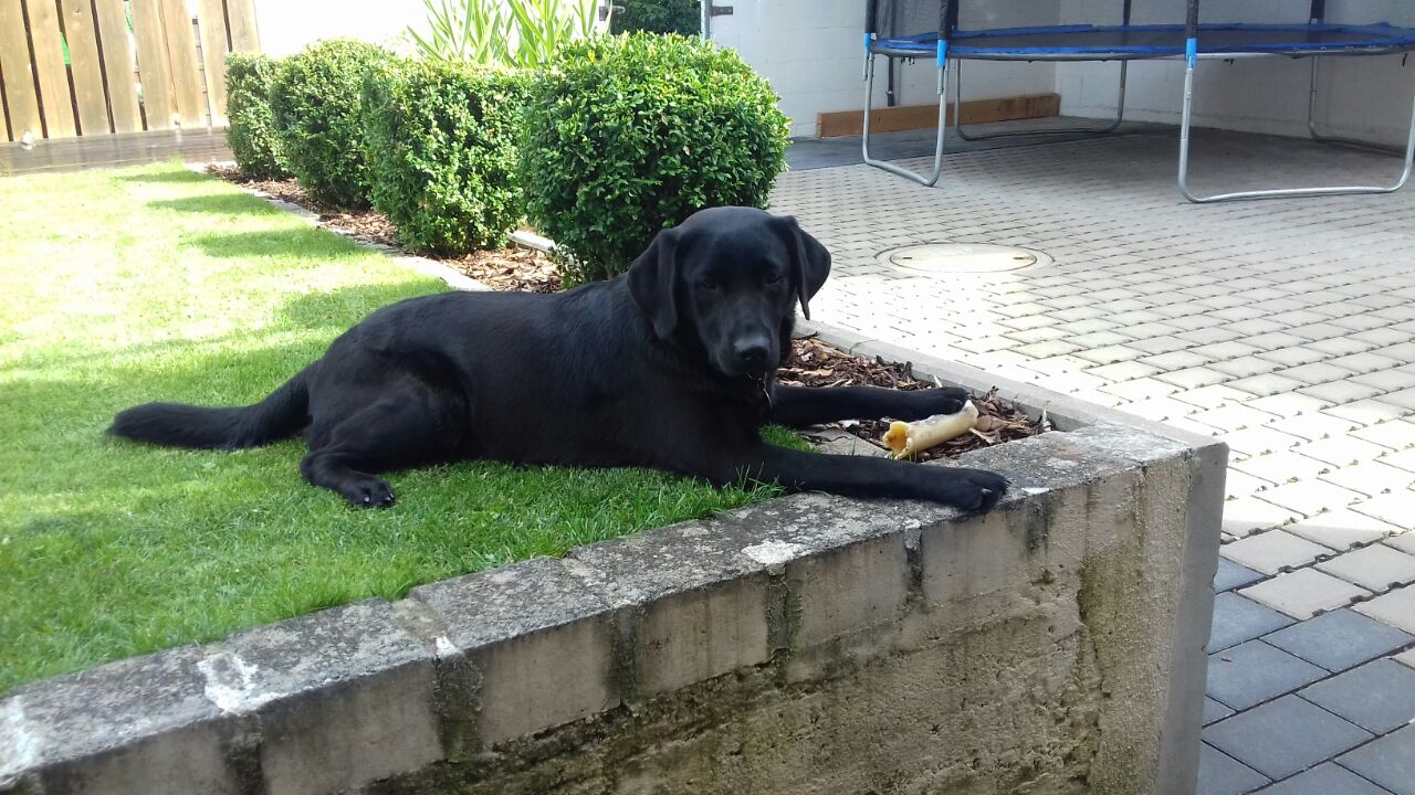 Ist es möglich das der Hund irgendwie länger schläft? (Tiere, schlafen