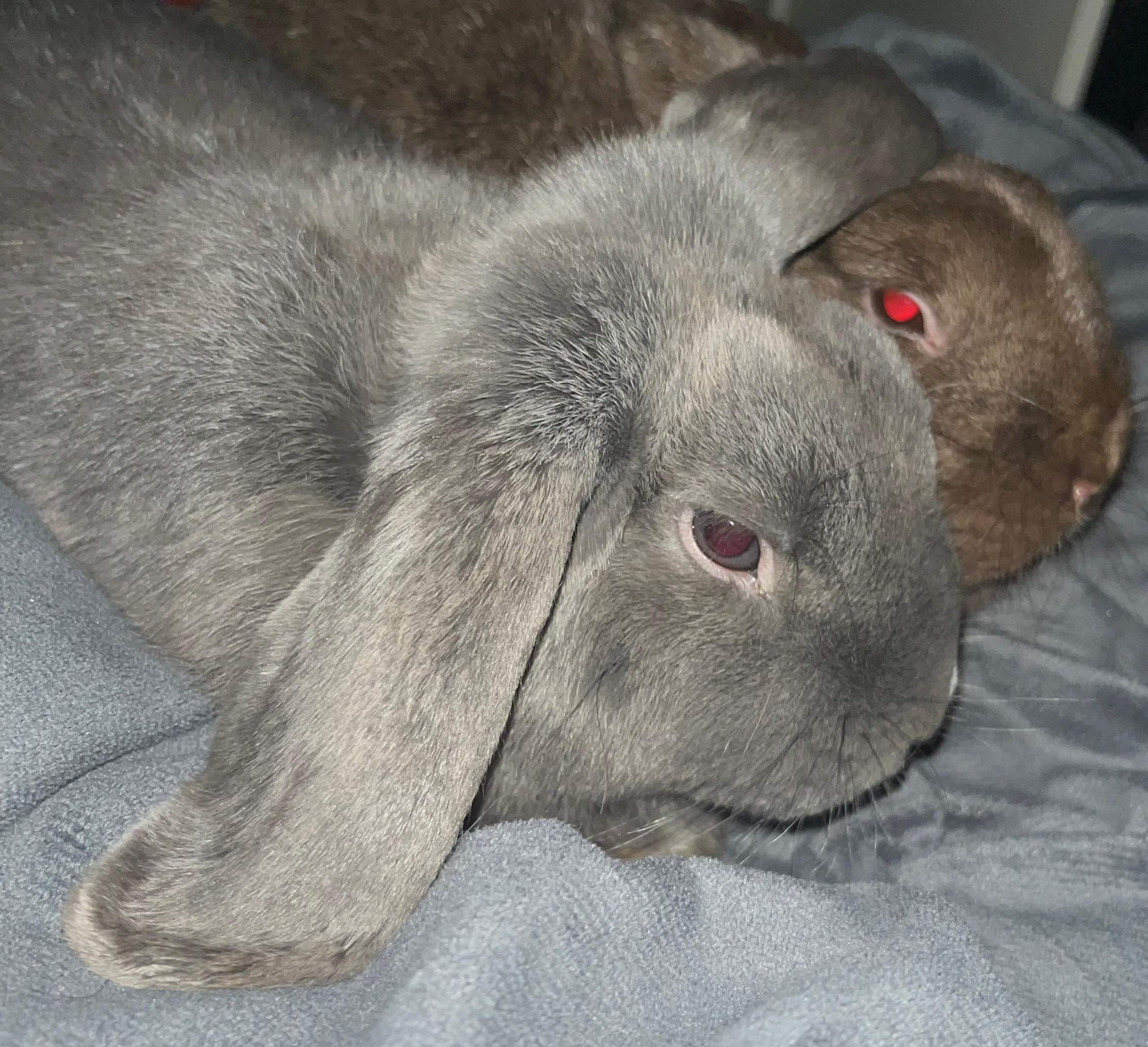 Wie Lange Ist Ein Kaninchen Schwanger Ist es möglich, dass mein Kaninchen noch schwanger ist? (Tiermedizin