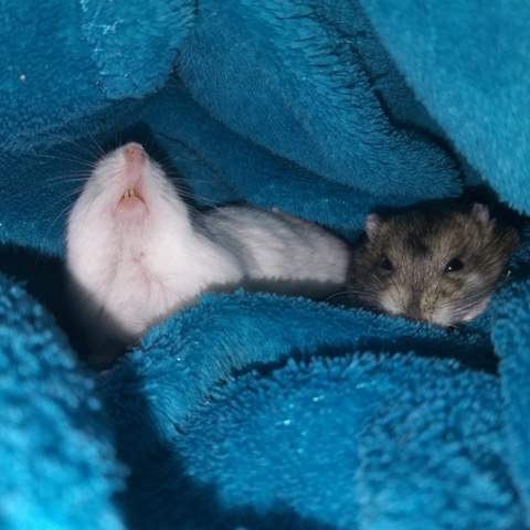 Ist es möglich, dass sich zwei Dsungarische Hamster mögen/anfreunden ... - 0 Big Ist es möglich, dass sich zwei Dsungarische Hamster mögen/anfreunden ... - 0 Big