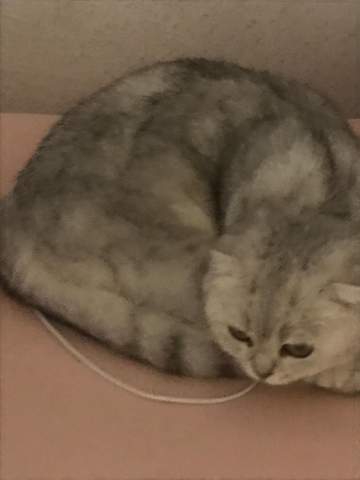 Ist Es Normal Das Kater Seit Dem Einzug Einer Neuen Katze Mich