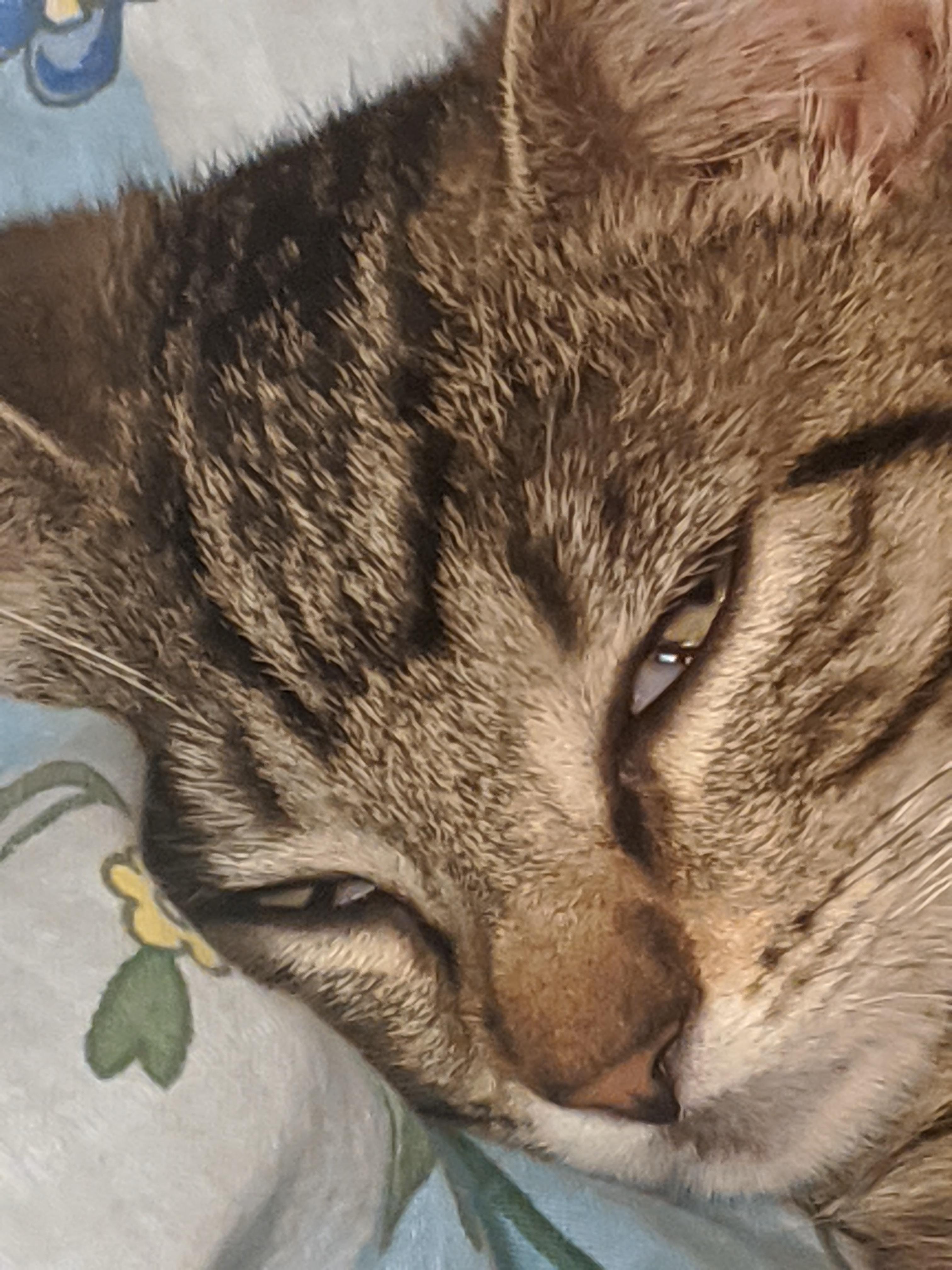 ist es normal das meine katze noch ein augenlied hat tiere angst augen