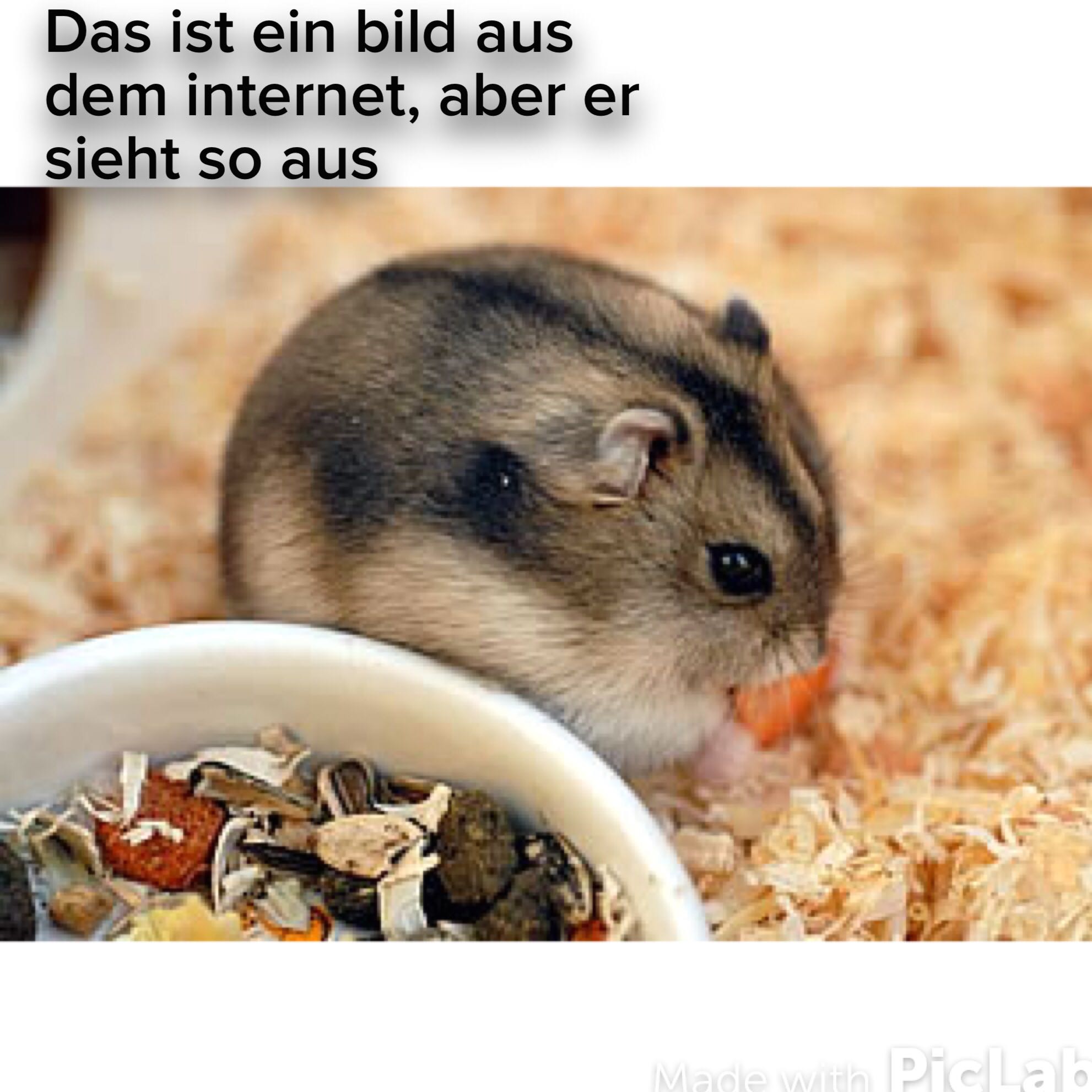 Ist es normal das sich ein dsungarischer Zwerghamster verbunkert ... - 0 Original Ist es normal das sich ein dsungarischer Zwerghamster verbunkert ... - 0 Original