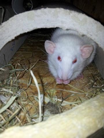 Das ist die Ratte .. - (Krankheit, Augen, rot)