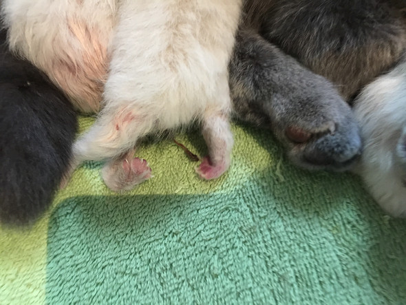 ist es normal wenn bei einem katzenbaby die hinterbeine verdreht sind tiere katzen