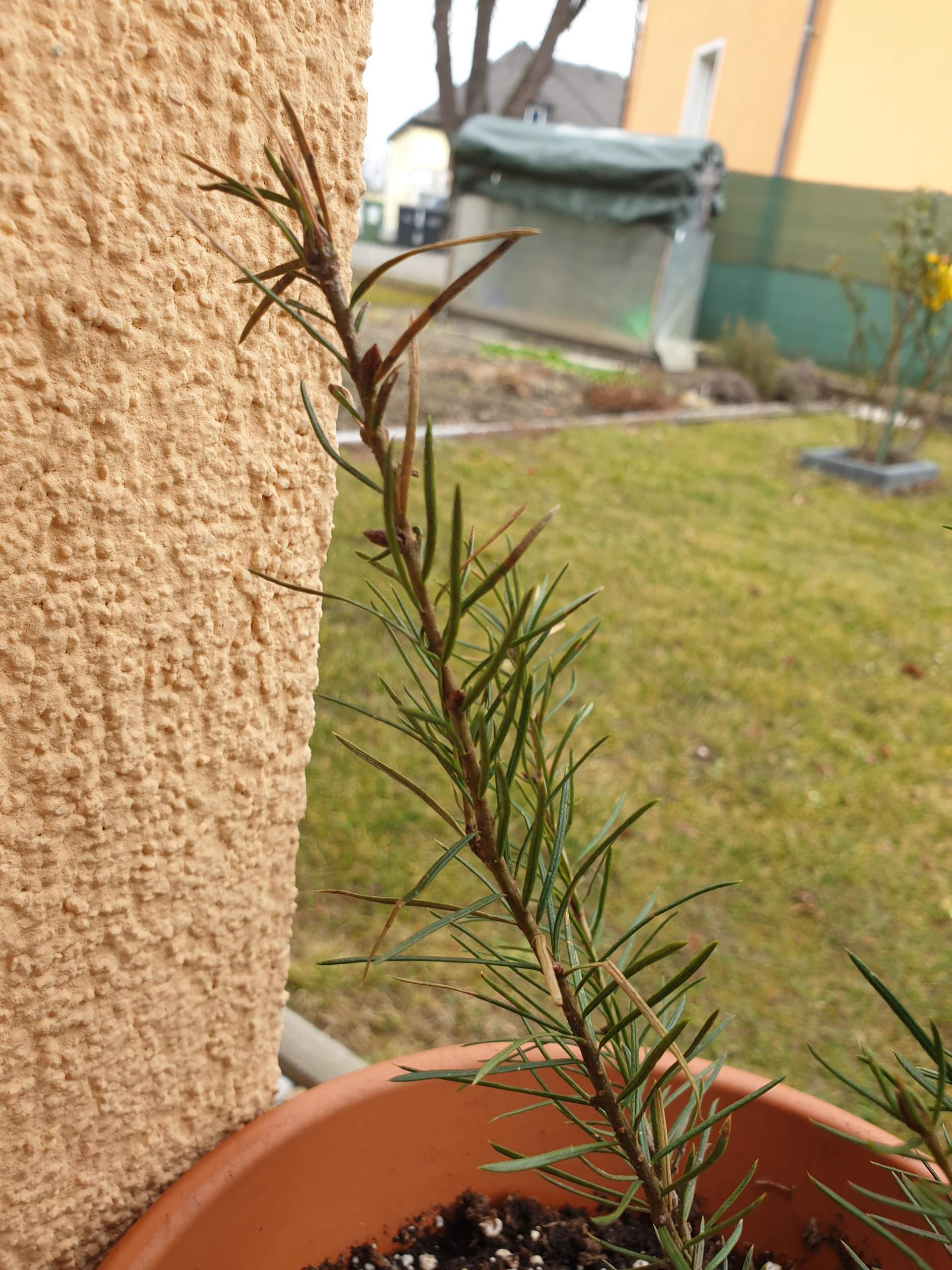 Ist es schlimm wenn er so braune Nadeln hat? (Pflanzen, Natur, Baum)