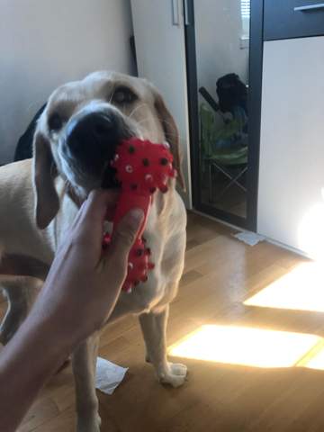 ist es schlimm wenn mein hund gummi spielzeuge frisst tiere haustiere fressen