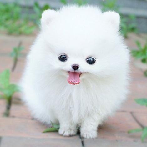 White Teacup Pomeranian  - (Hund, Zwergspitz, teacup)