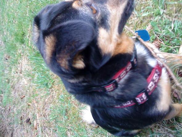 Ist In Meinem Dackel Ein Schaferhund Mit Drinnen Tiere Hund Verhalten