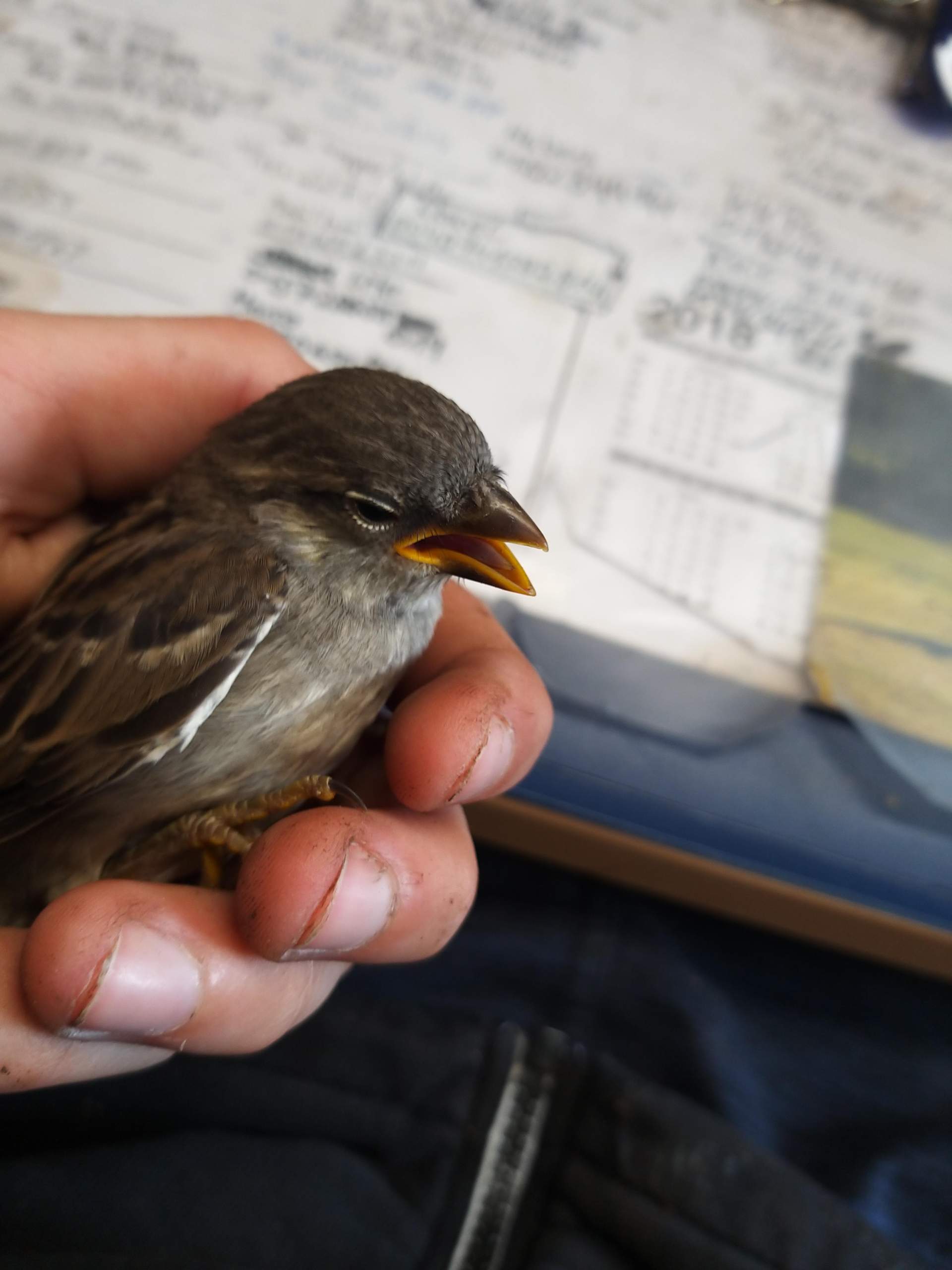 Vogel Gegen Scheibe Geflogen Genickbruch