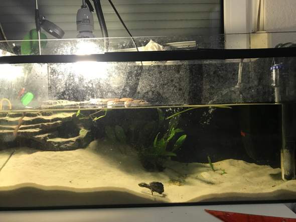 16+ Aquarium Für Axolotl Einrichten Pictures