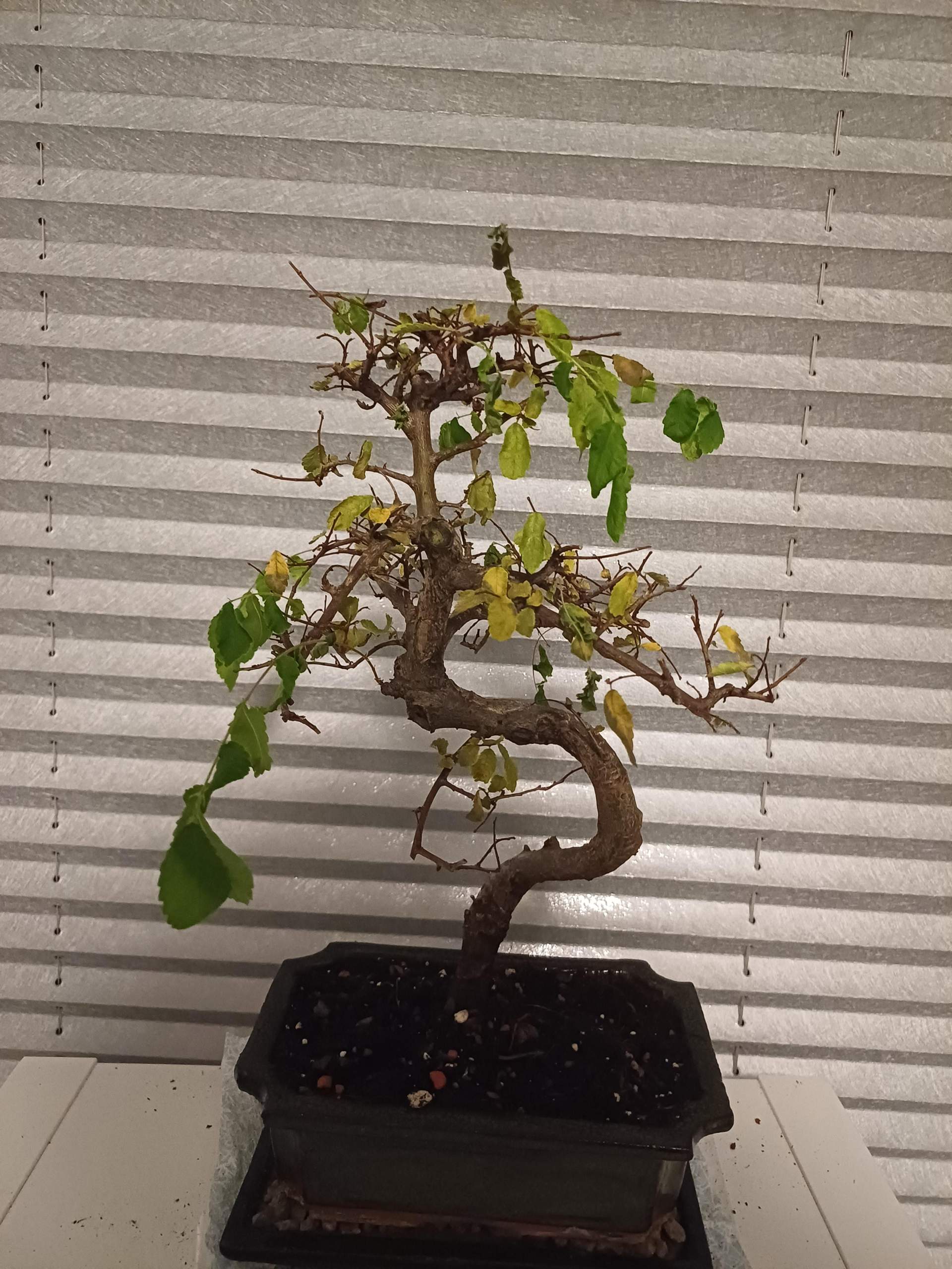 bonsai crassula Crassula 'Jade Bonsai' | Easy & Symbolic Plant main image 1