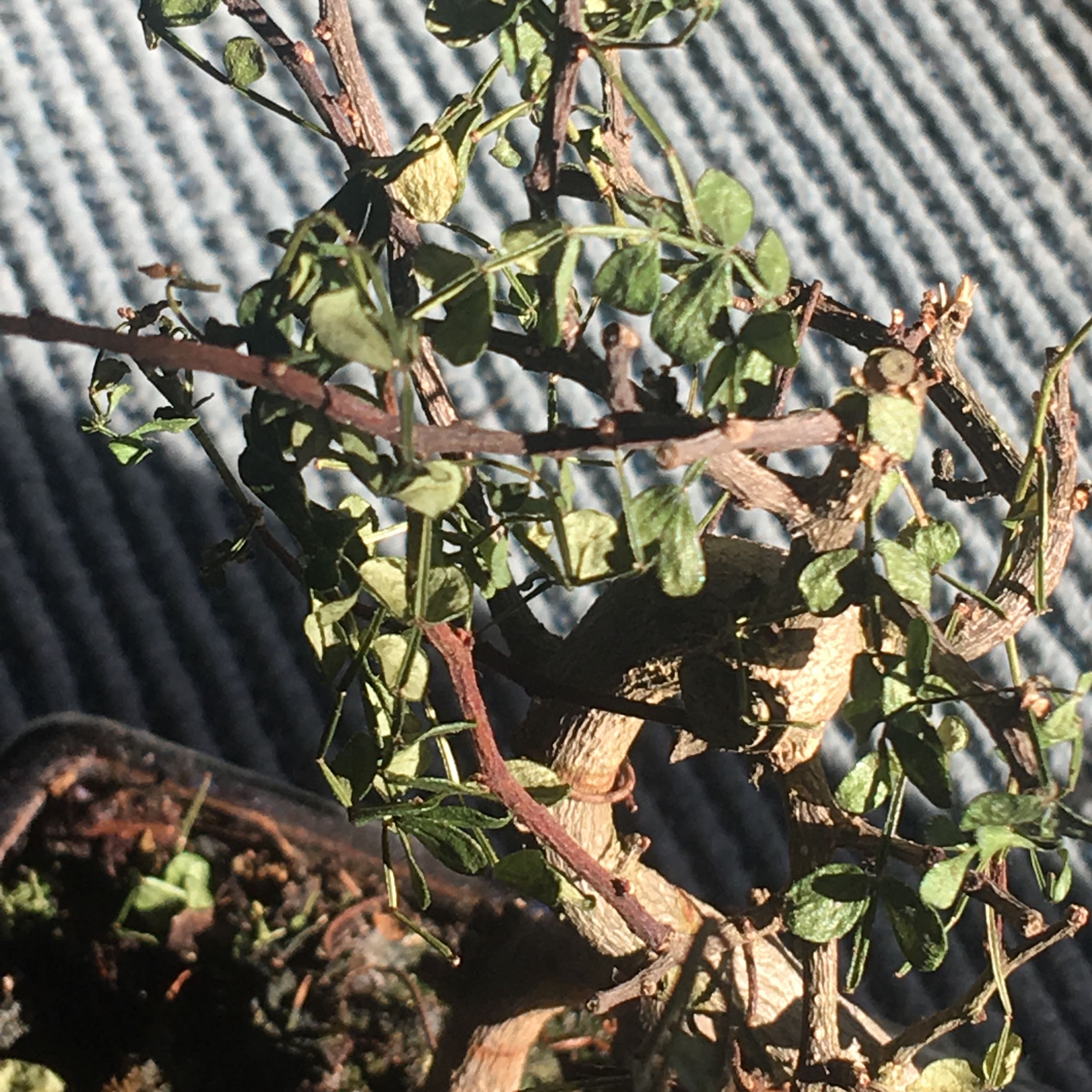 Ist mein Bonsai noch zu retten er verliert alle Bl tter Ist mein Bonsai noch zu retten er verliert alle Bl tter