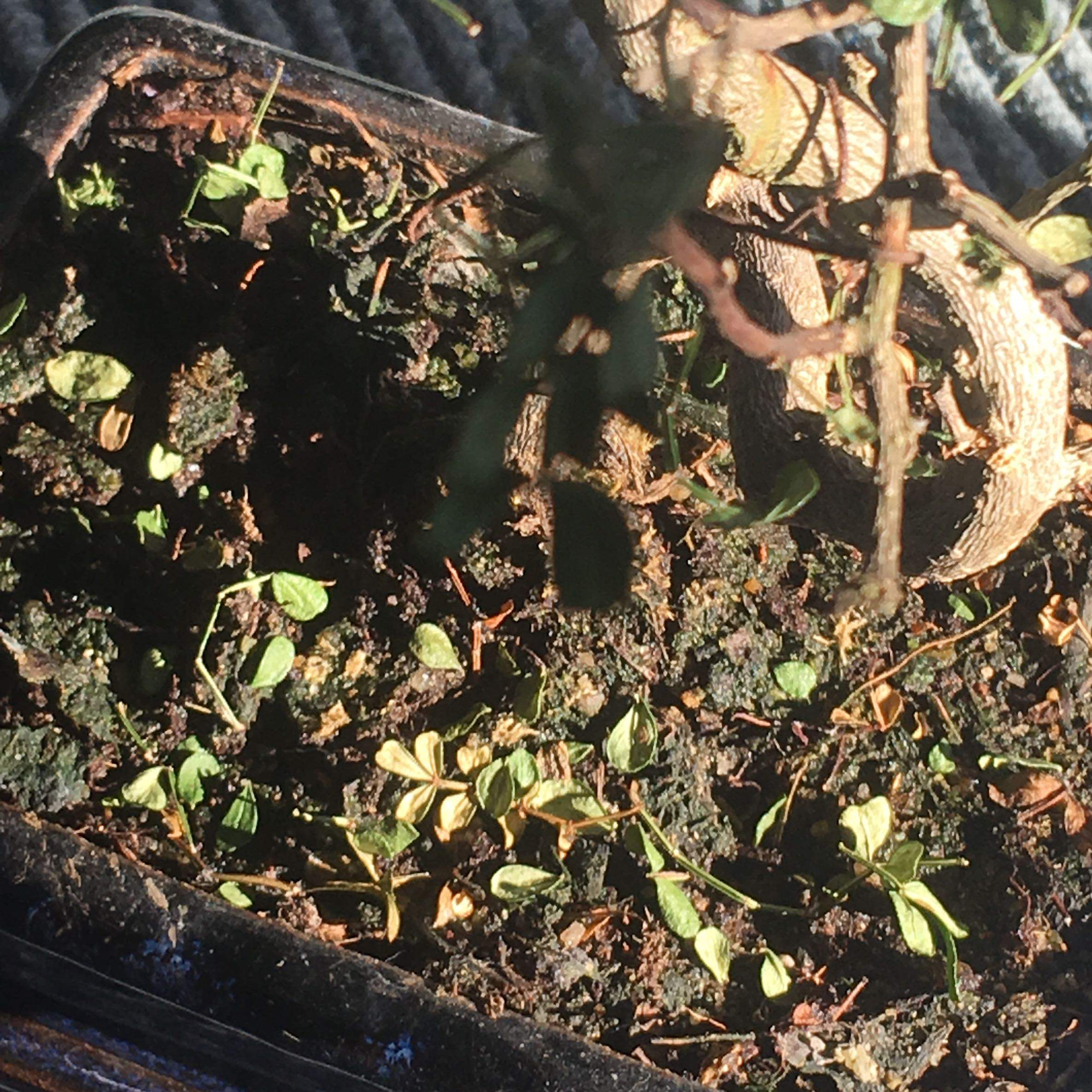 Ist mein Bonsai noch zu retten, er verliert alle Blätter? (Pflanzen, Baum, Zimmerpflanzen)