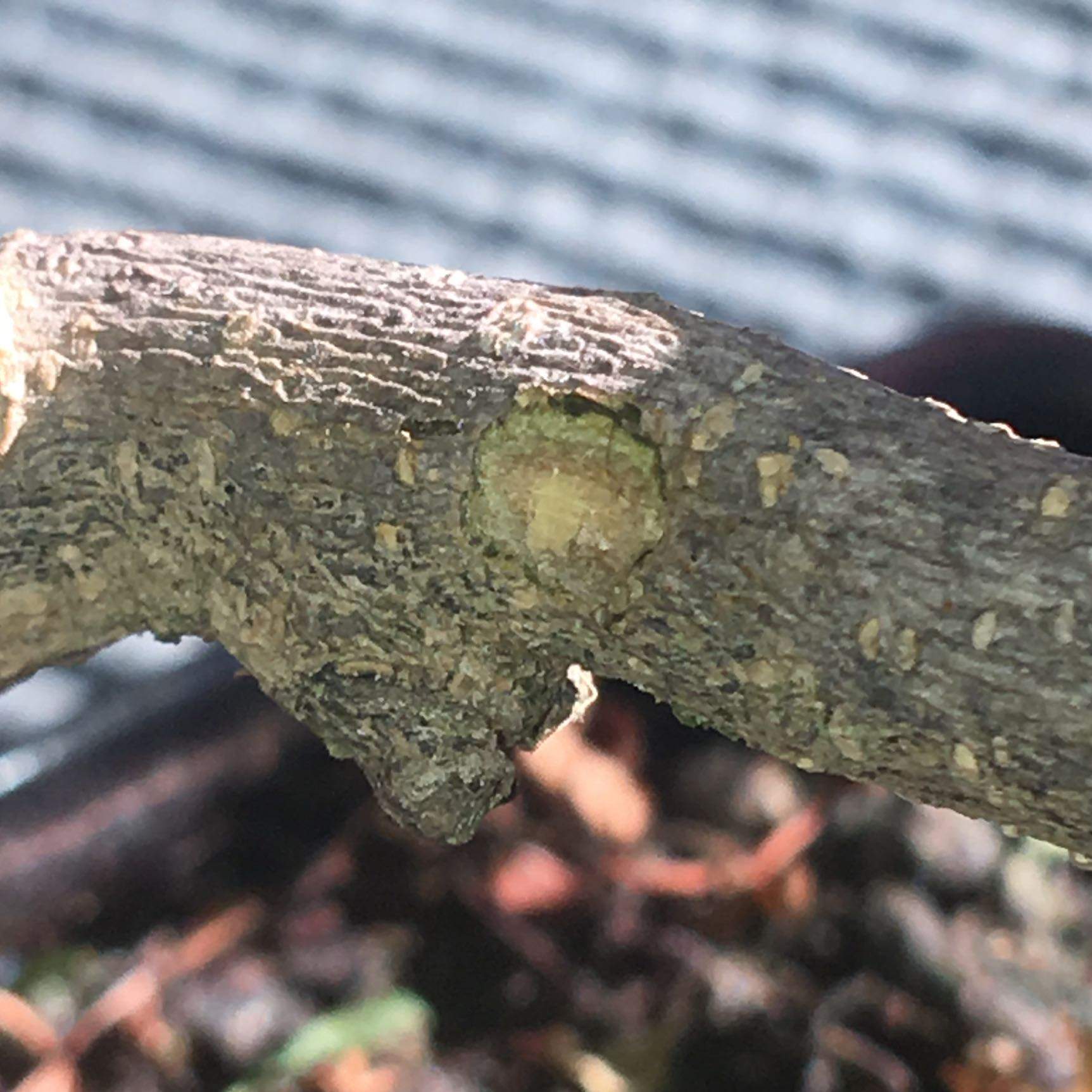 Ist mein Bonsai noch zu retten, er verliert alle Blätter? (Pflanzen, Baum, Zimmerpflanzen)