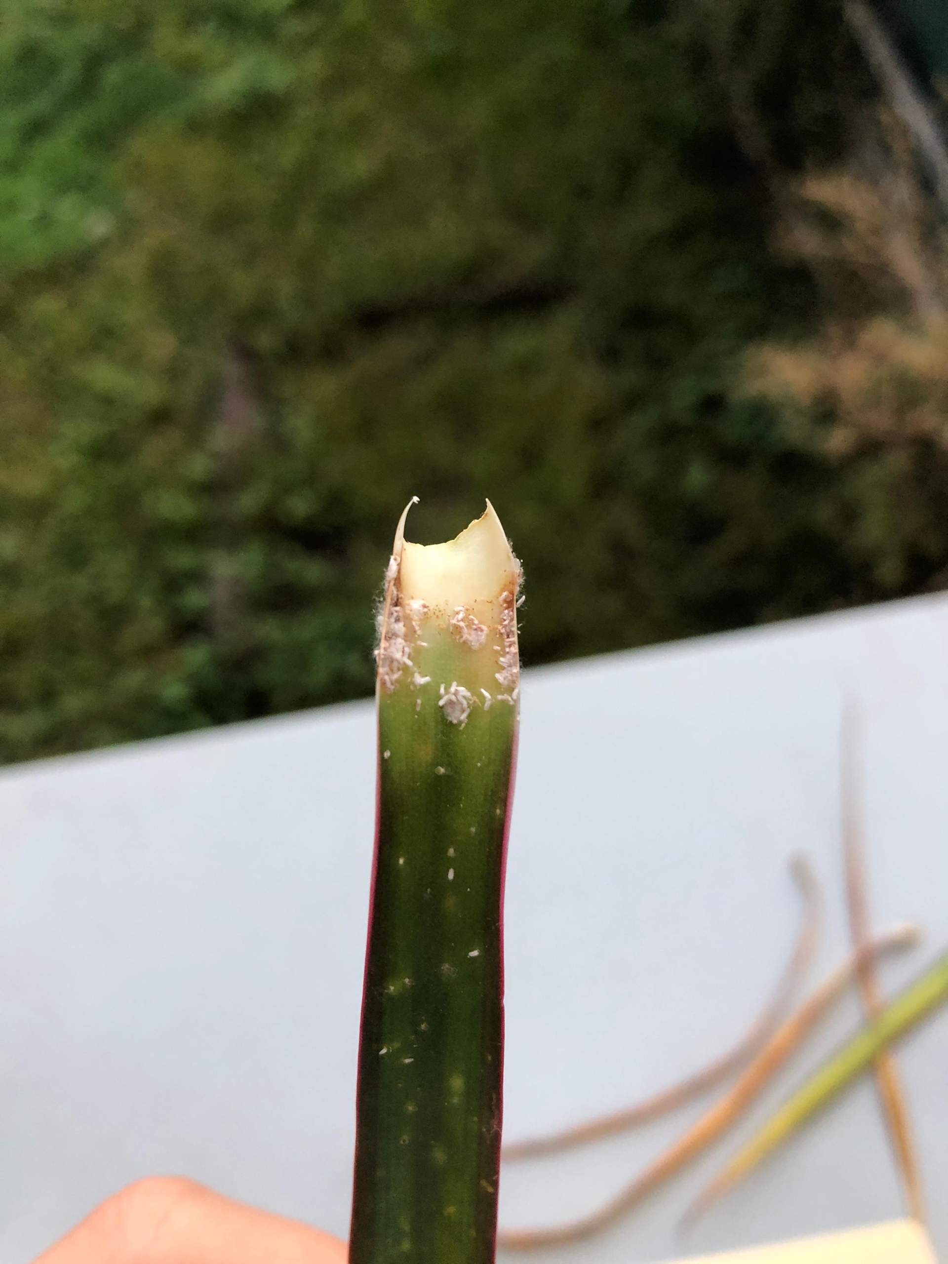 Ist mein Drachenbaum krank? (Krankheit, Pflanzen, Pflanzenkrankheit)