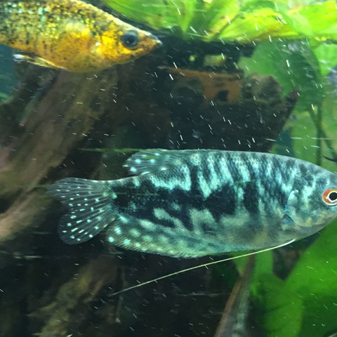 Marmorfadenfisch - (Fische, Aquarium)