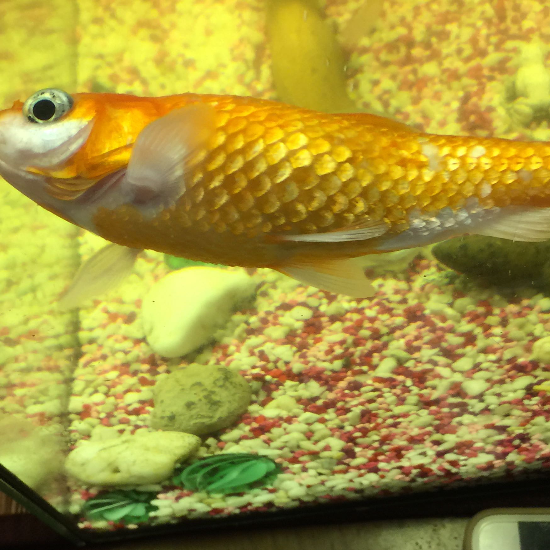 Ist Mein Goldfisch Am Sterben Schwanger Tod Fische