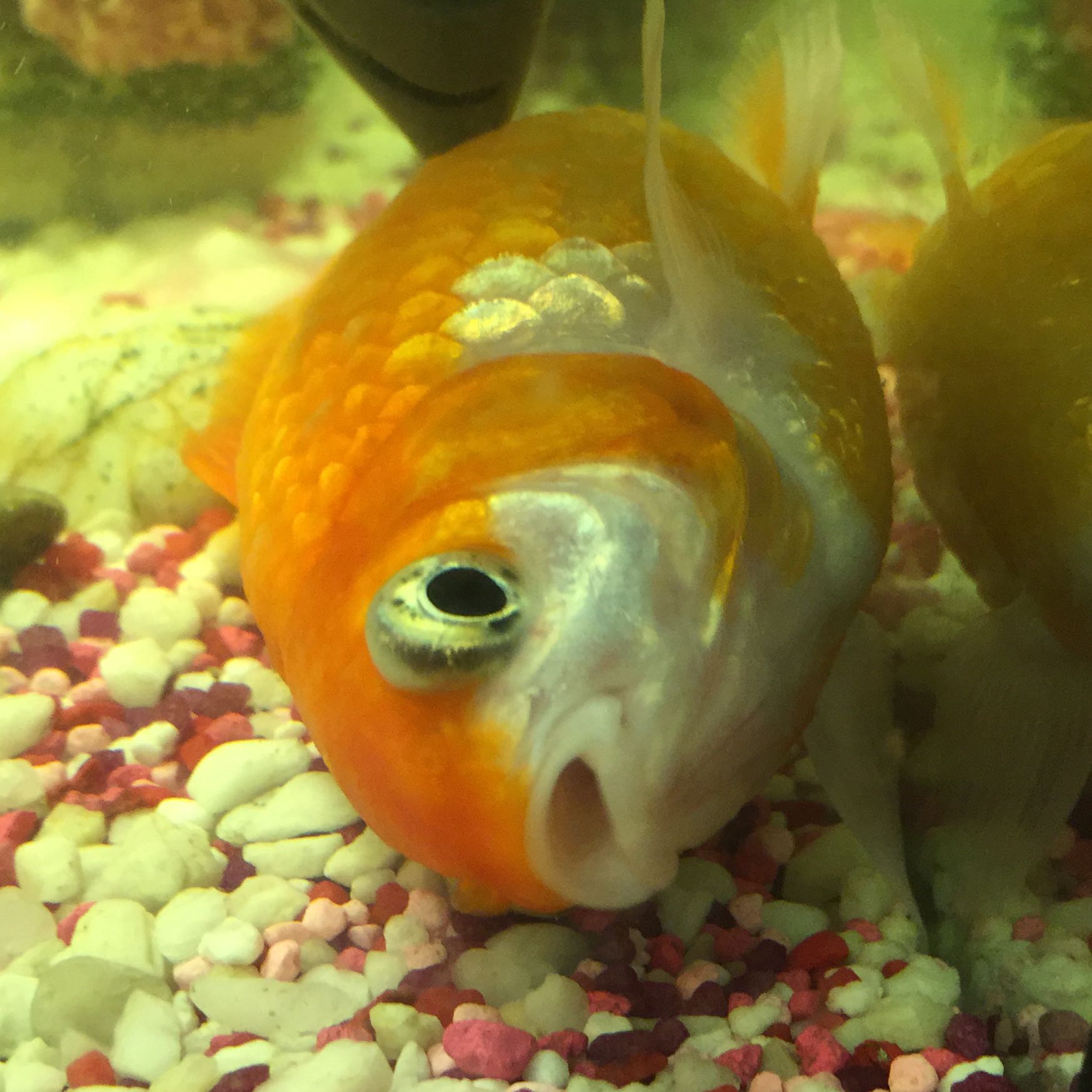 Ist mein Goldfisch am sterben? (schwanger, Tod, Fische)
