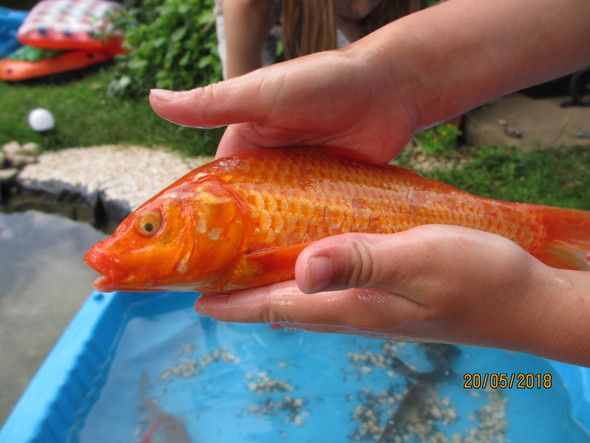 Ist Mein Goldfisch Krank Siehe Bild Krankheit Fische