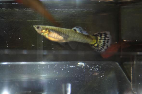 - (Fische, Aquarium, Zucht)