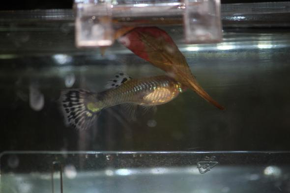 - (Fische, Aquarium, Zucht)