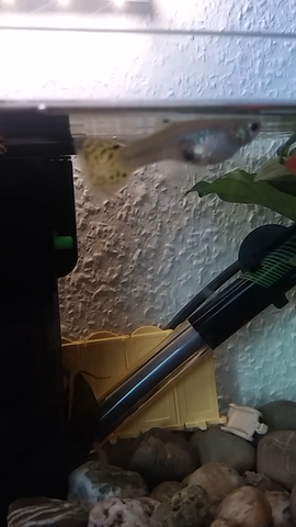 guppy weibchen mit fleck - (Tiere, Fische, Aquarium)