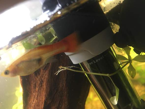 - (Fische, Aquarium, guppybabys)