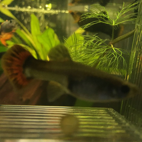 Das 2.Weibchen  - (Fische, Aquarium, Trächtig)