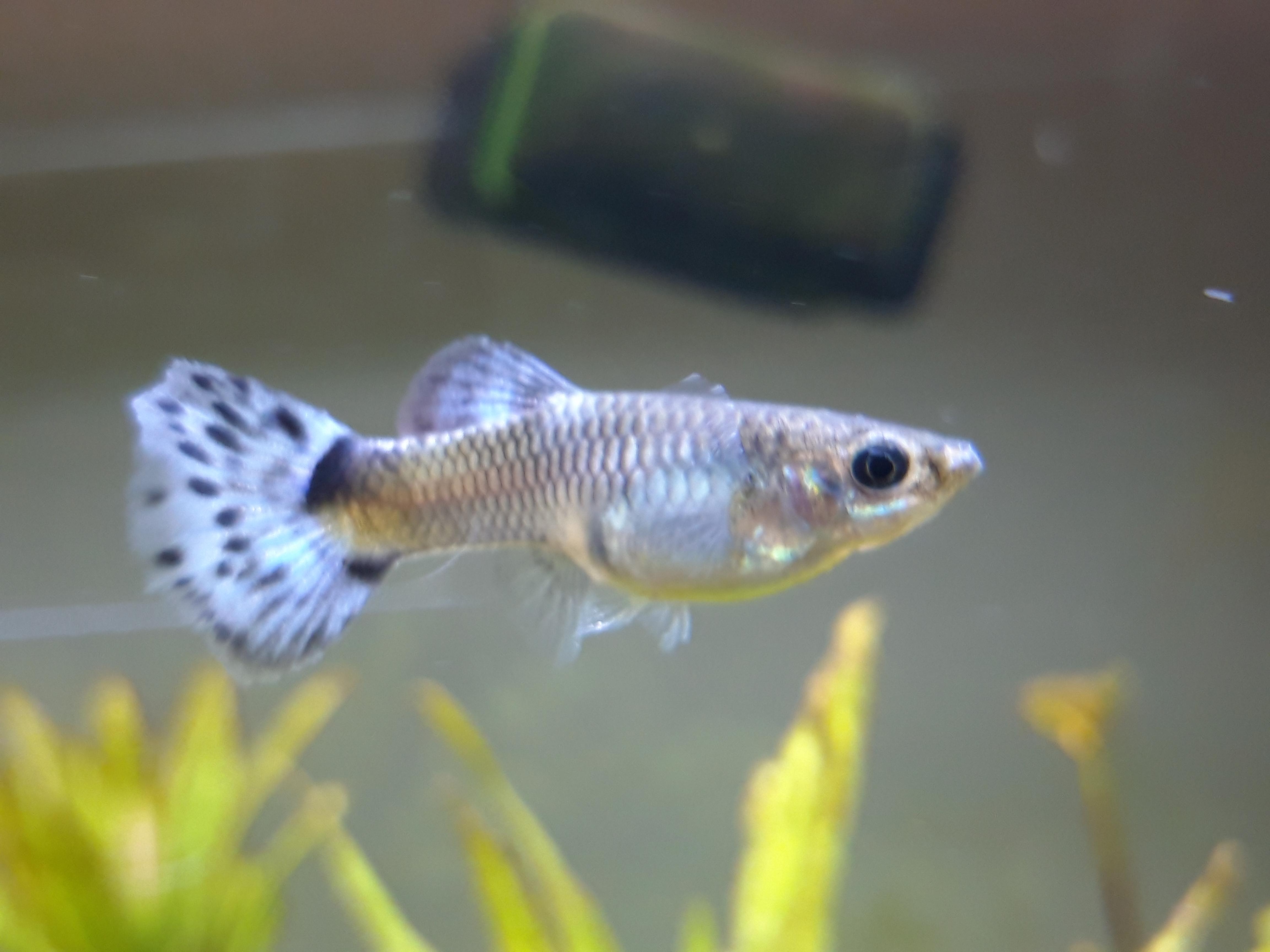 Ist mein Guppyweibchen trächtig 😊? (Fische, Aquarium, Aquaristik)