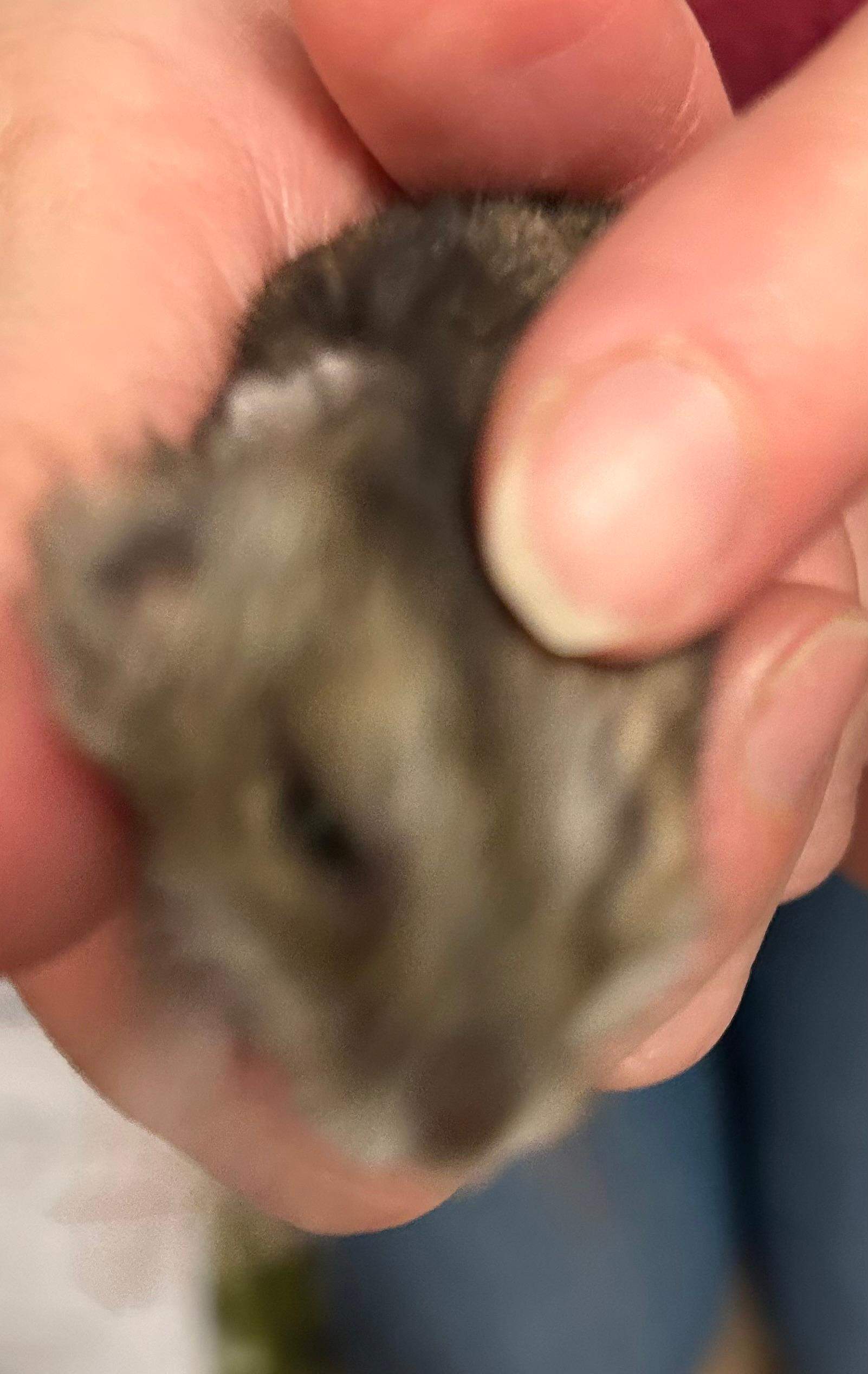 Ist mein Hamster am Sterben? (Gesundheit, Tiermedizin, Nagetiere)